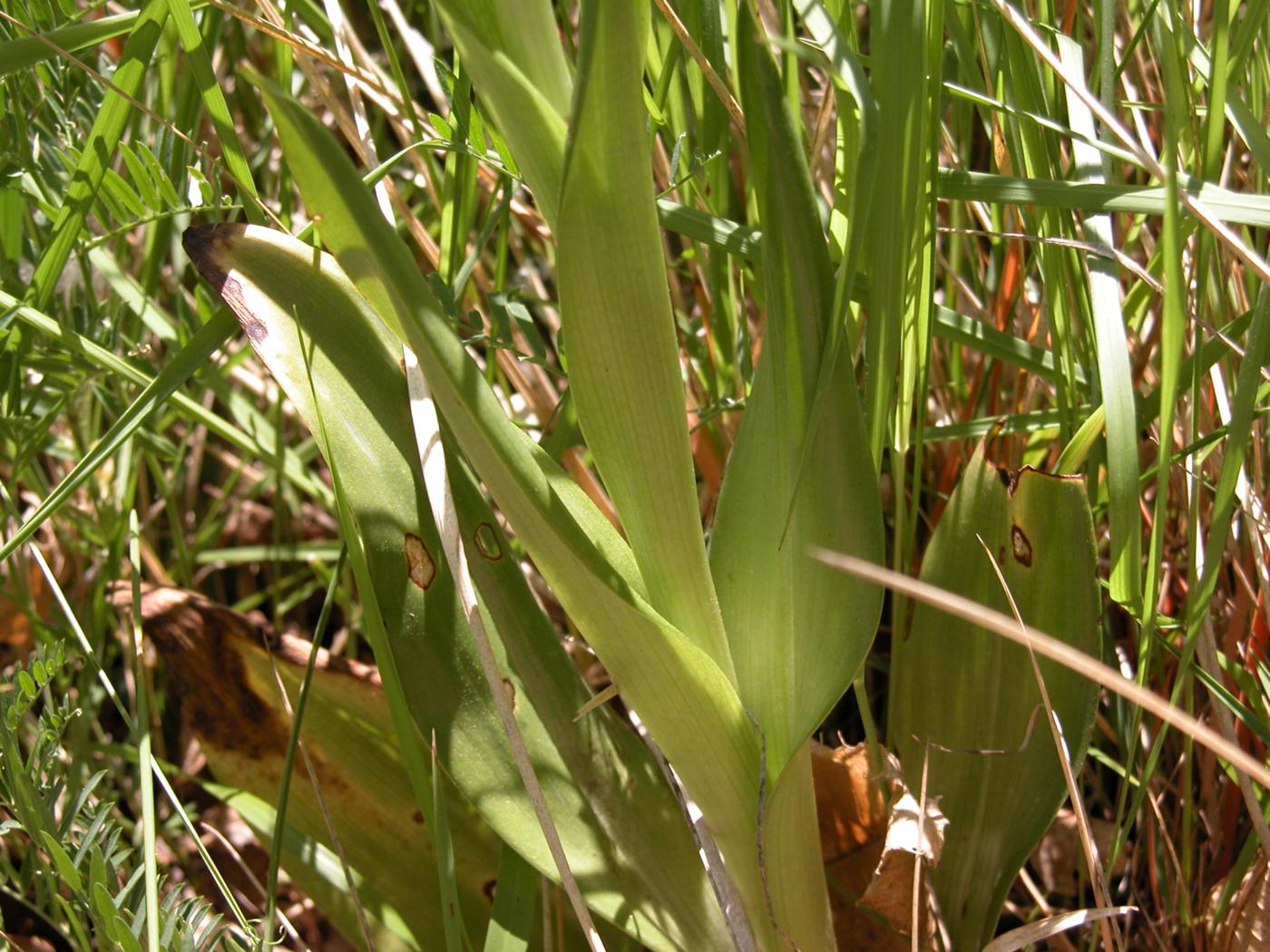 Orchid, Lizard leaf